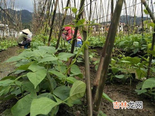 清明前后,种瓜点豆是什么节气,二十四节气种菜的口诀