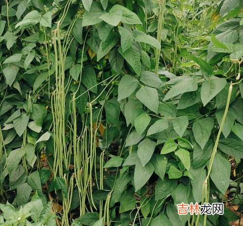 清明前后,种瓜点豆是什么节气,二十四节气种菜的口诀