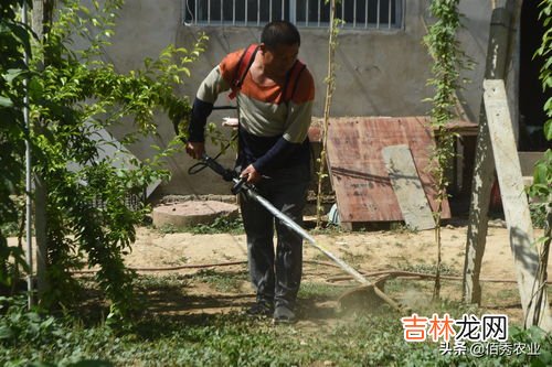 除草剂能杀死大树吗,树木开孔灌除草剂能杀死大树吗？