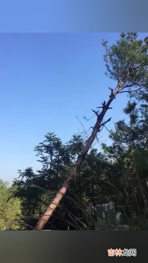 除草剂能杀死大树吗,树木开孔灌除草剂能杀死大树吗？