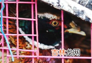 野兔是保护动物吗,野兔是保护动物吗?