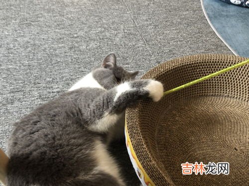 猫砂多久换一次,猫砂多久换一次