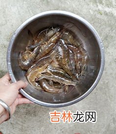白灼虾调料,白灼虾调料汁怎么调