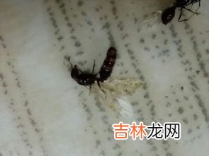 怎么去除蚂蚁最有效,怎么消灭蚂蚁简单有效的方法