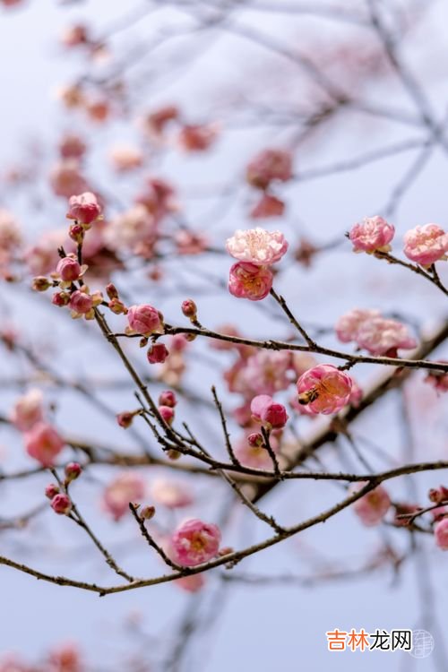 梅花种类,梅花有什么种类