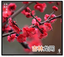 梅花种类,梅花有什么种类