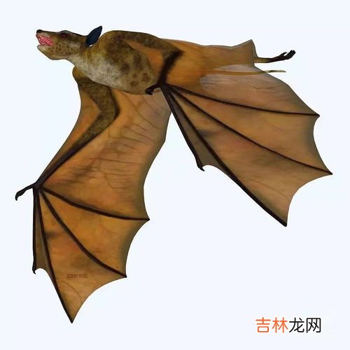 蝙蝠是哺乳动物吗,蝙蝠属于鸟类还是哺乳类?