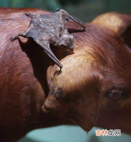 蝙蝠是哺乳动物吗,蝙蝠属于鸟类还是哺乳类?