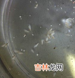 锥螺和钉螺的区别钉螺长什么样 锥螺和钉螺的区别,锥螺和钉螺的区别
