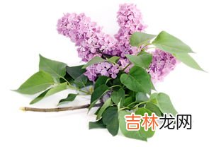 钓鱼为什么禁止用丁香,丁香油钓鱼有用吗 钓上来的鱼可以吃吗 不清楚丁香油的功效 对人身体有害吗