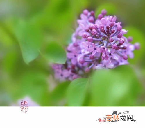 钓鱼为什么禁止用丁香,丁香油钓鱼有用吗 钓上来的鱼可以吃吗 不清楚丁香油的功效 对人身体有害吗