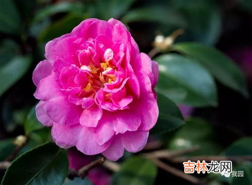 茶梅冬季怎样浇水,冬天刚中茶梅几天浇一次水 茶梅冬天多长时间浇水一次