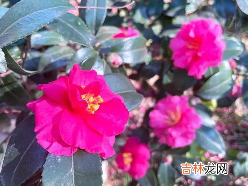 茶梅冬季怎样浇水,冬天刚中茶梅几天浇一次水 茶梅冬天多长时间浇水一次