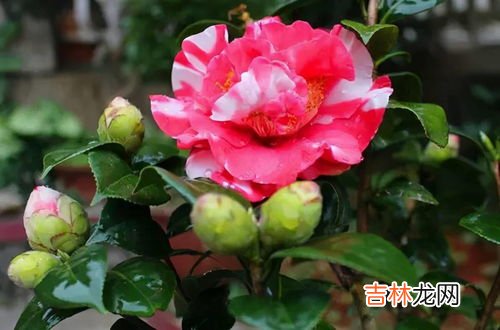茶梅冬季怎样浇水,冬天刚中茶梅几天浇一次水 茶梅冬天多长时间浇水一次