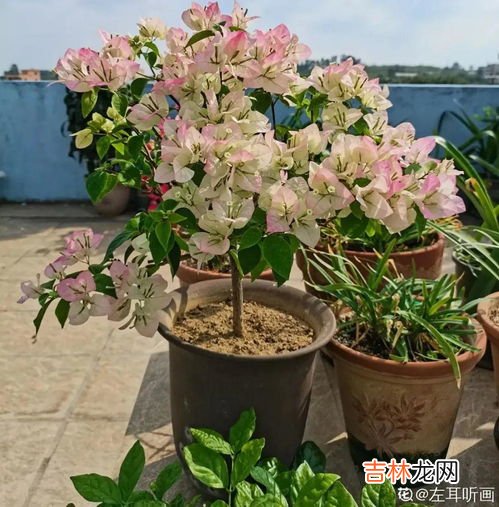茶梅冬季怎样浇水,冬天刚中茶梅几天浇一次水 茶梅冬天多长时间浇水一次