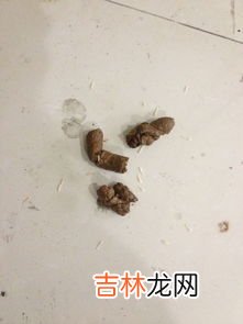 大米里白色的虫子是蛆吗,大米里白色的虫子是蛆吗大米里白色的虫子是不是蛆