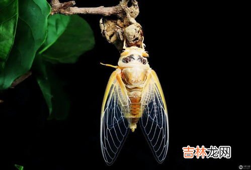 蝉的作者是谁,古诗<<蝉>>的作者