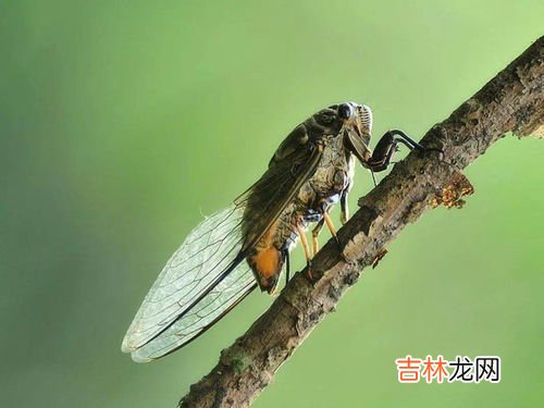 蝉的作者是谁,古诗<<蝉>>的作者