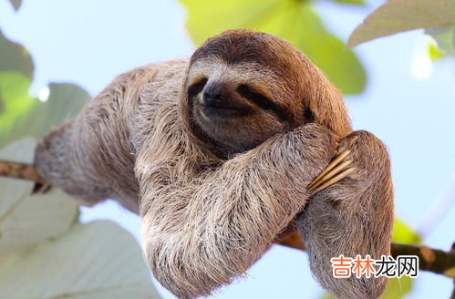 树懒吃什么,树懒 吃什么 喝什么