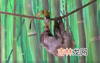树懒吃什么,树懒 吃什么 喝什么