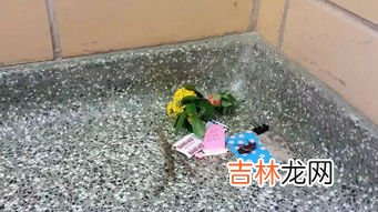 十几楼为什么有蟑螂,十几楼为什么有蟑螂