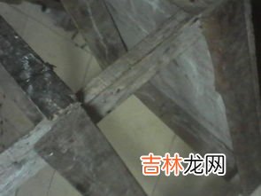 十几楼为什么有蟑螂,十几楼为什么有蟑螂