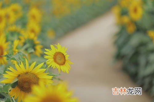 向日葵花语,向日葵的花语是什么?