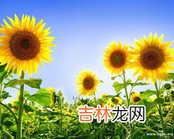 向日葵花语,向日葵的花语是什么?