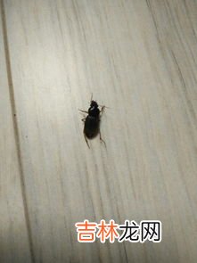 家里突然很多蟑螂怎么回事,家里有蟑螂是什么原因造成的
