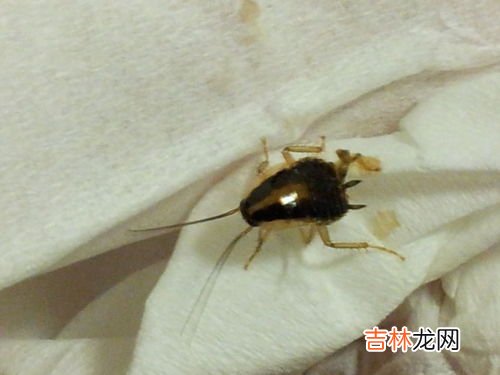 家里突然很多蟑螂怎么回事,家里有蟑螂是什么原因造成的