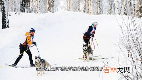 雪橇运动起源于哪个国家和哪个地区,雪橇有什么项目