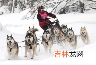 雪橇运动起源于哪个国家和哪个地区,雪橇有什么项目