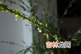 银柳有毒吗,养猫可以养银柳吗