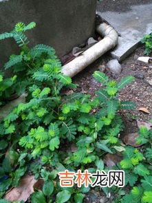 草本植物有哪些,草本植物有哪些？