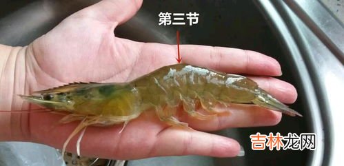 虾壳是什么垃圾,吃剩的小龙虾壳是什么垃圾 小龙虾头是哪一类垃圾