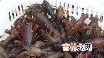 虾壳是什么垃圾,吃剩的小龙虾壳是什么垃圾 小龙虾头是哪一类垃圾