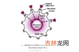 胶原蛋白多肽的作用,胶原蛋白多肽怎么样
