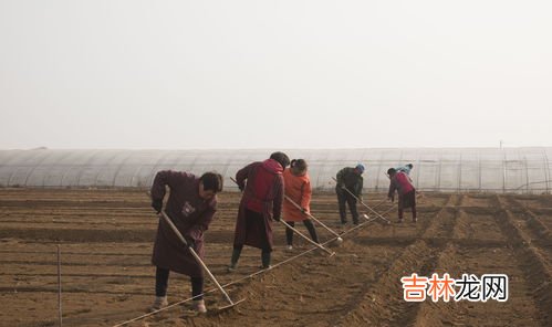 东北一垧等于多少亩地,东北说的一垧地是多少亩？