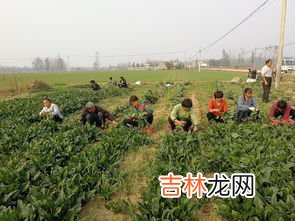 东北一垧等于多少亩地,东北说的一垧地是多少亩？