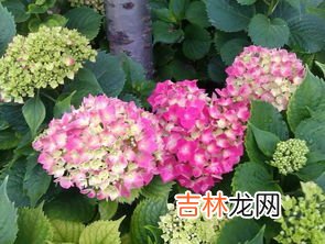 绣球花有毒吗,绣球花对人体有害吗