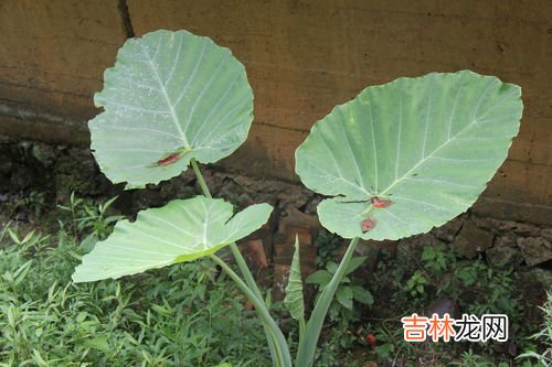 大野芋能吃吗,大野芋根茎能吃吗