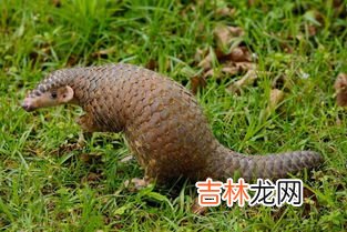 穿山甲是什么动物,穿山甲是什么动物?