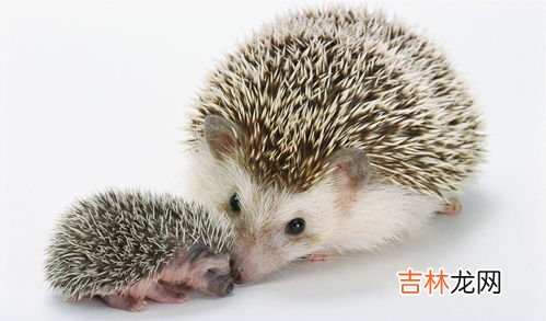 刺猬冬眠是什么状态,刺猬冬眠时啥样