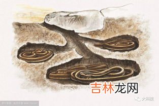 刺猬冬眠是什么状态,刺猬冬眠时啥样