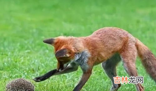 刺猬冬眠是什么状态,刺猬冬眠时啥样