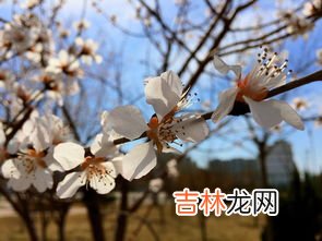 春天桃花开是什么意思,春桃花开、幸福常伴是什么意思？