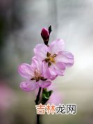 春天桃花开是什么意思,春桃花开、幸福常伴是什么意思？