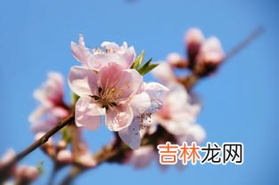 春天桃花开是什么意思,春桃花开、幸福常伴是什么意思？