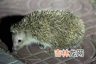 刺猬是哺乳动物吗,刺猬属于什么动物?