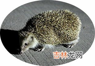 刺猬是哺乳动物吗,刺猬属于什么动物?